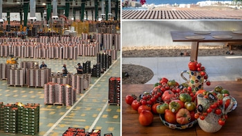 Producción de tomates de la cooperativa CASI, en Almería (Cedidas)