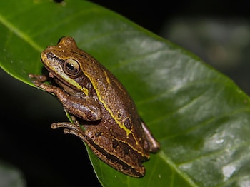 Una rana de piel marrón con rayas amarillas brillantes descansa sobre una gran hoja verde oscura, con el fondo borroso y oscuro de la selva