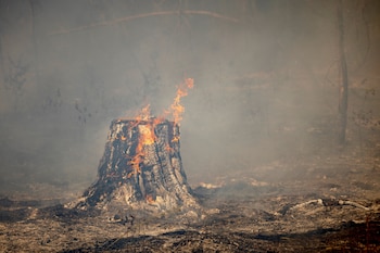 Un tocón de árbol arde durante un incendio forestal en las afueras de Lyman, región de Donetsk (REUTERS/Thomas Peter)