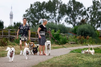 El perro Deezi, de un refugio de Estambul, tumbado en la hierba durante un paseo con sus dueñas Caroline y Meike en Haarlem, Países Bajos
(REUTERS)