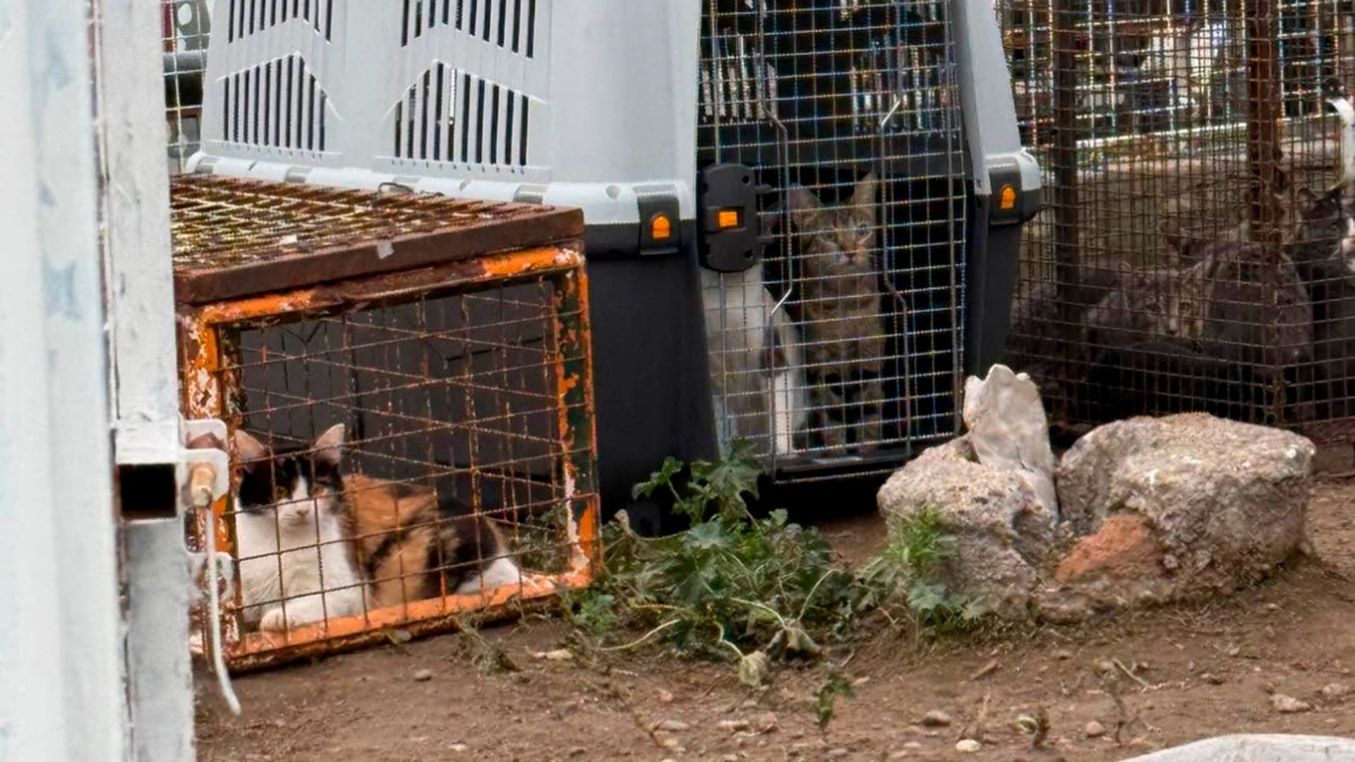 Los felinos fueron reconocidos como sujetos de derecho por la Justicia chubutense