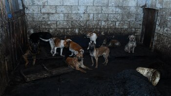 Preocupación por el maltrato animal