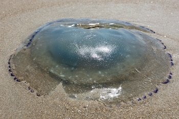 La medusa posada sobre la playa de Gravelines, frente a la planta nuclear (Photo by Sameer Al-DOUMY / AFP)