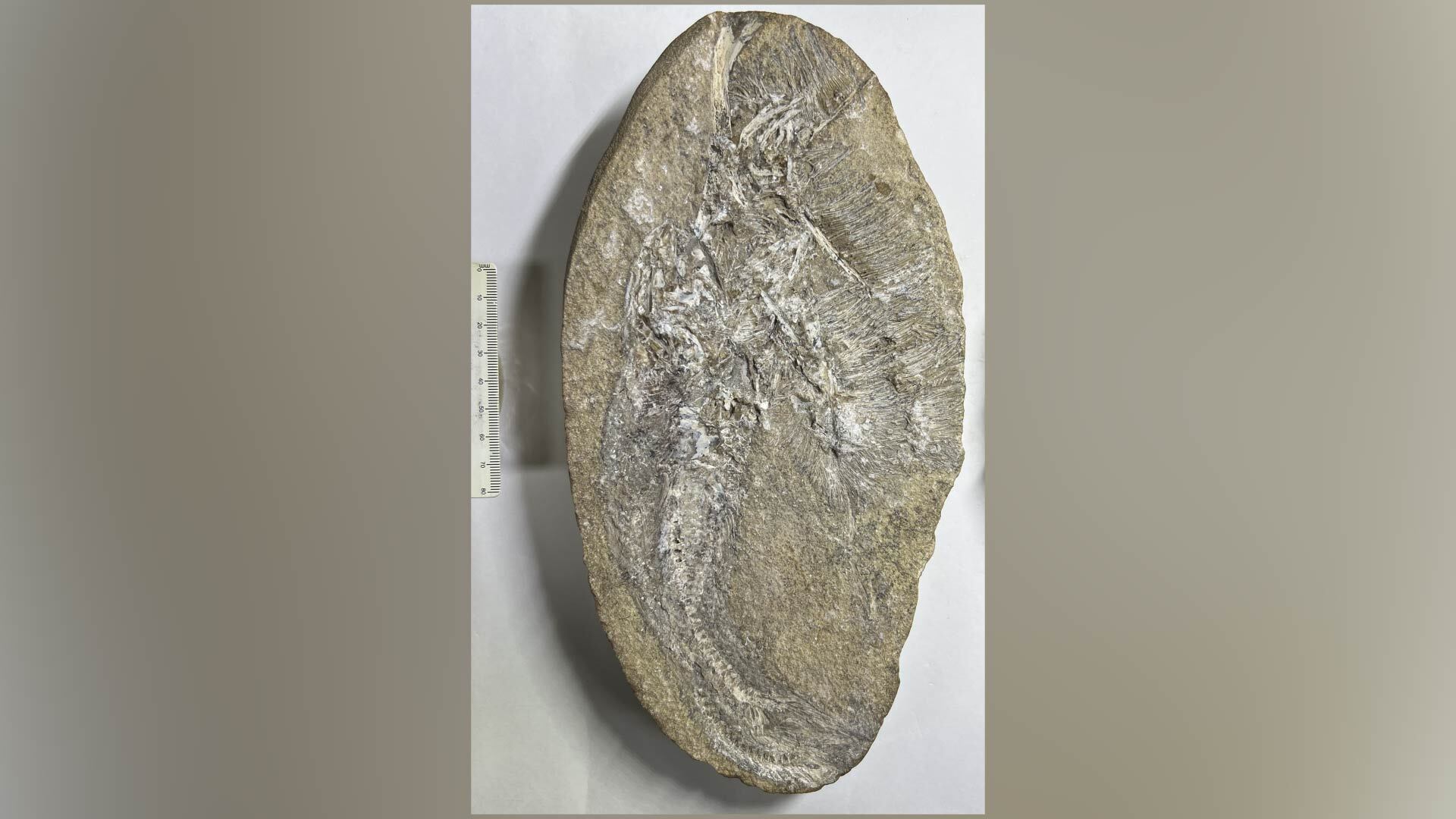 El estudio recomienda revisar colecciones antiguas de museos para encontrar fósiles desconocidos y resalta el valor paleontológico de la Cuenca de Araripe/Aline Ghilardi