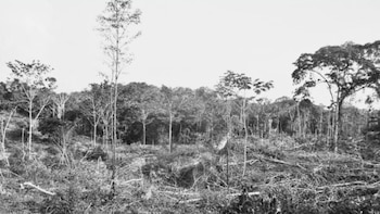 Avance del narcotráfico en Ucayali