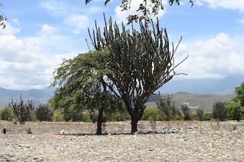 Sobrevivir a la sequía, las imágenes de agricultores que perdieron cultivos tras fuertes sequias en Guatemala