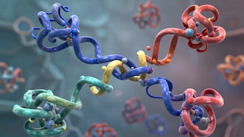 Descubren una proteína cerebral clave