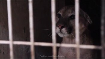 El ejemplar fue localizado por