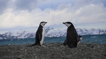 La alarma se produjo porque