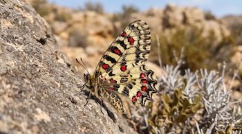 Una mariposa de alas amarillas con diseños negros y rojos posada de perfil sobre una roca gris, con matorrales secos de fondo.