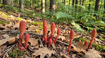 Primer plano de un grupo de estructuras vegetales de color rojo creciendo en el suelo de un bosque, con hojas secas, musgo y ramas. Árboles y vegetación verde al fondo.