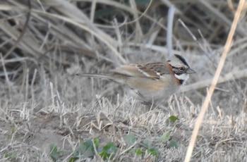 Conservación de la cultura animal: