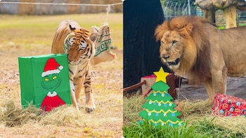 Con juegos, comida y ejercicios