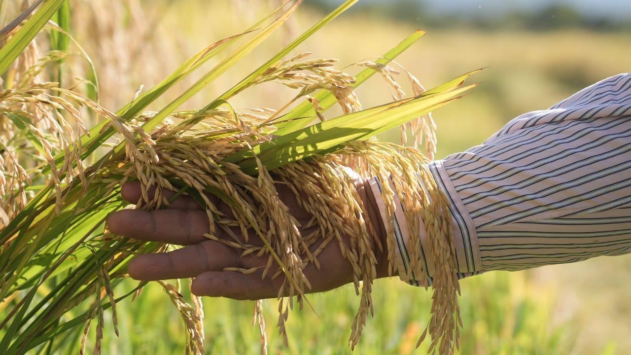 La Ley de Alivio Financiero al Productor del Agro permite reestructurar deudas y extender pagos hasta por 15 años para productores agropecuarios.