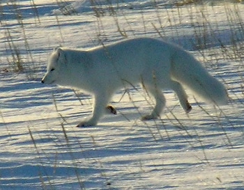 Un zorro ártico blanco camina de perfil sobre un suelo cubierto de nieve con hierbas secas que sobresalen