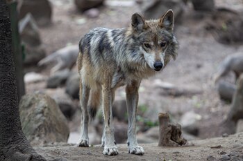 Lobo mexicano macho en el zoológico de Chapultepec, Ciudad de México. Junio 11, 2021.
Foto: Karina Hernández / Infobae