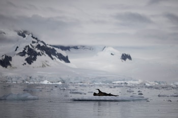 Un exguía contó que al acercar turistas en barco varias focas debieron lanzarse al agua lo que muestra el impacto directo de estas actividades en la fauna (REUTERS/Ueslei Marcelino)