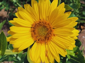 La calidad forrajera del girasol perenne conservado como silo es excepcional: puede ofrecer hasta 2.5 veces más valor nutritivo que la alfalfa en plena floración