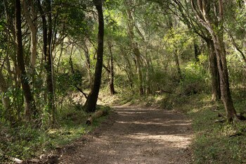 “El bosque te puede dar