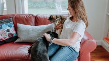 Cuáles son los cuidados básicos al adoptar un animal de compañía