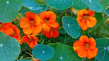 Las altas temperaturas en Francia ponen en riesgo las flores que inspiraron las pinturas de Claude Monet