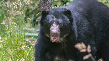 Así fue la liberación más