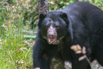 Tamá, un oso andino de