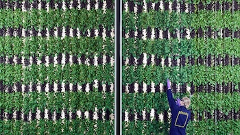 En las granjas verticales las