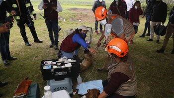 Spay y Spike, perritos que