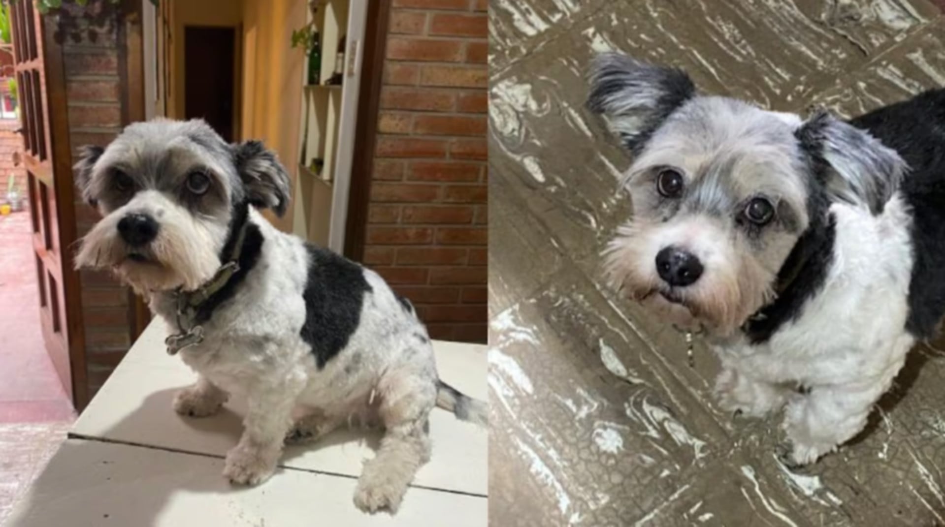 Mora, una perra de pelaje blanco y negro fue robada por motochorros en Córdoba, generando una ola de solidaridad y una intensa búsqueda para su regreso a casa (El Doce.tv)