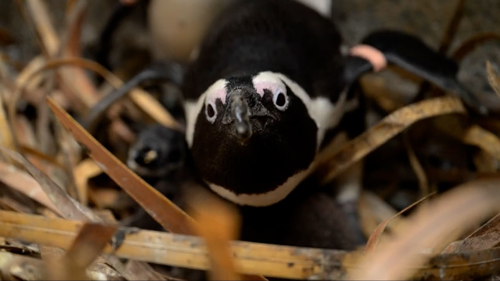 La escasez de sardinas y anchoas agrava la competencia entre los pingüinos africanos y la industria pesquera local/Archivo Hertfordshire Zoo