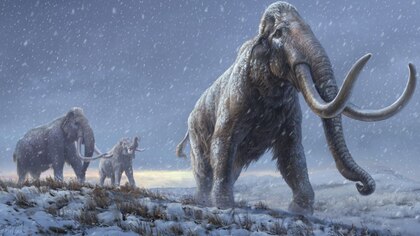 Un hombre encuentra enormes huesos de mamut de 30.000 años de antigüedad en su bodega