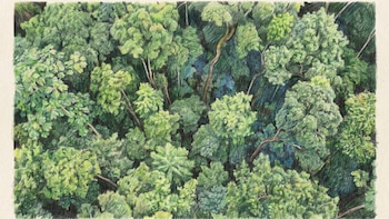 Cómo sobreviven los gigantes del bosque: el secreto hidráulico de los árboles tropicales más altos