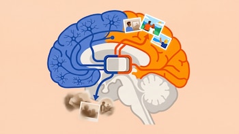 Cómo el cerebro elige qué recuerdo activar