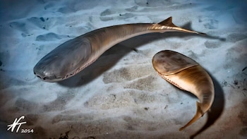 Revelan cómo una extinción masiva