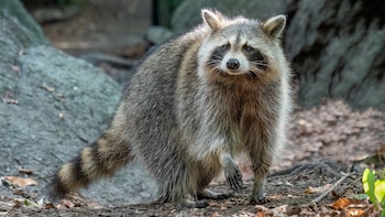 Fue introducido en España como mascota “adorable” y ahora es una de las especies invasoras más difíciles de erradicar
