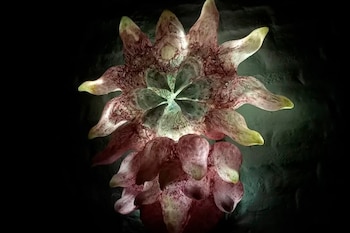 Imagen abstracta de una estructura orgánica de pétalos rojizos y verdosos, con texturas rugosas y un centro brillante, sobre un fondo oscuro