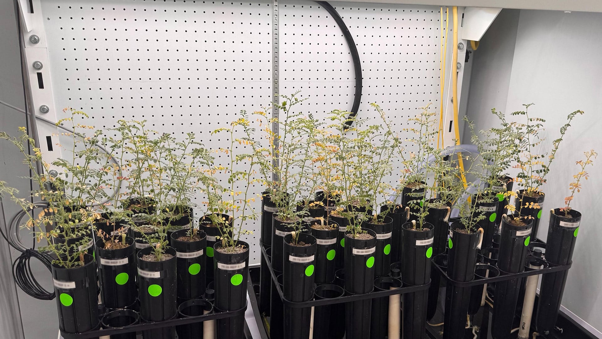 Científicos cultivan garbanzos en regolito artificial al simular el suelo lunar, con apoyo de la NASA para avanzar en agricultura espacial./ Jessica Atkin