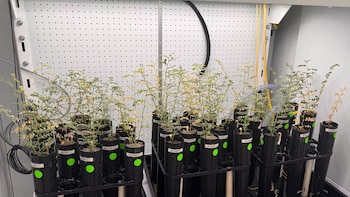 Científicos cultivan garbanzos en regolito