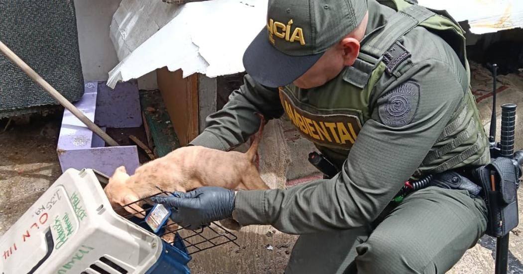El debate sobre el sismo en Bogotá incluyó el riesgo de cortes de agua y electricidad, la atención de mascotas y la propuesta de una prueba distrital de estrés sísmico - crédito Animales Bogotá / Instagram