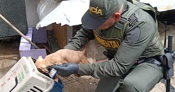 La policía apoyo el operativo para rescatar a los 12 animales - crédito Animales Bogotá / Instagram