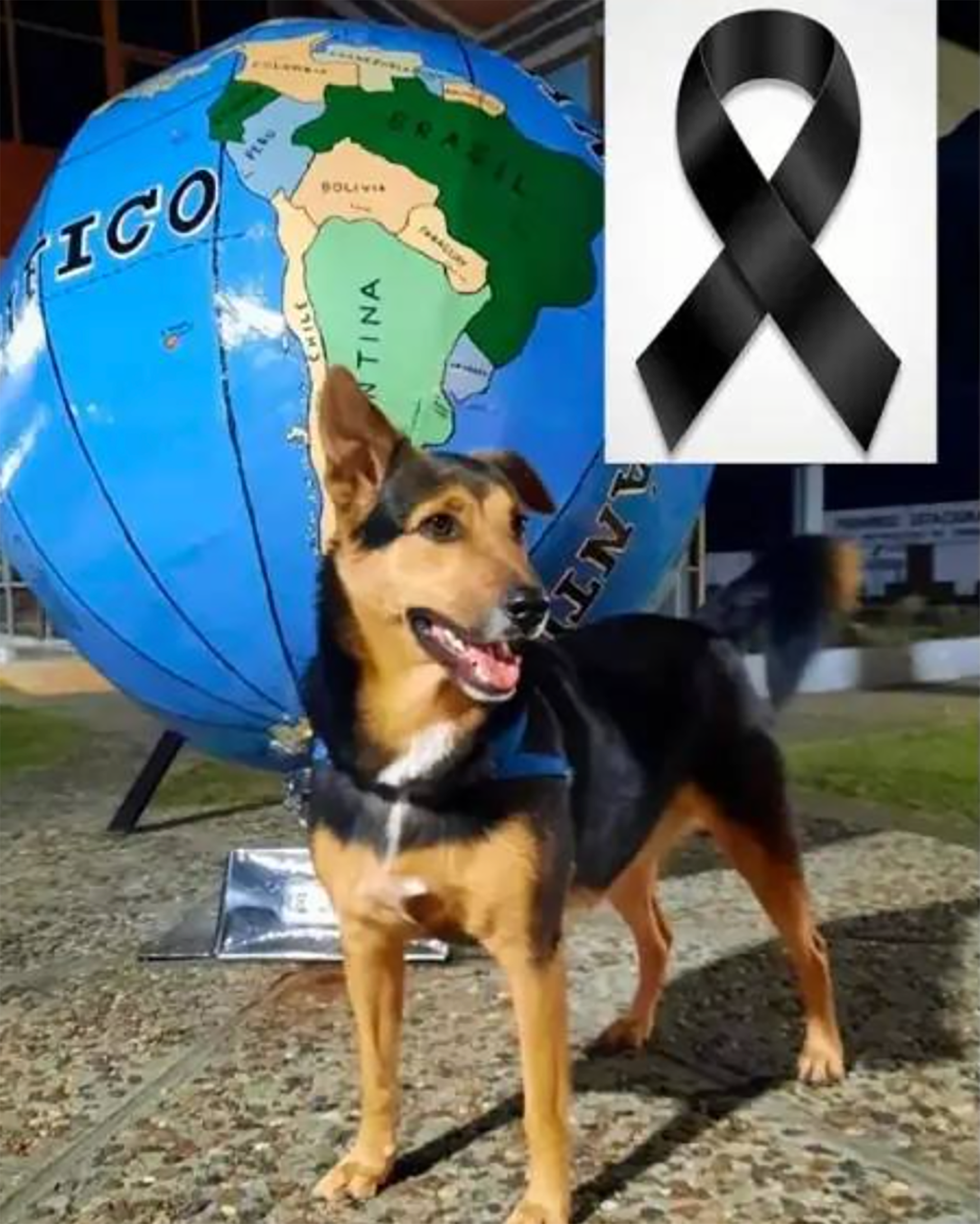 El posteo en redes sociales tras el hallazgo del perro de Luciano Emeri muerto