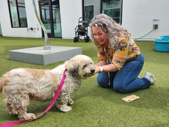Cleo, una cockapoo de 14