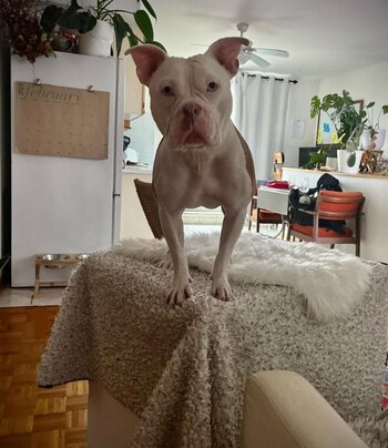 Thora se convirtió en la