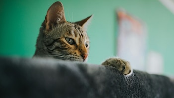 Cada cuánto tiempo hay que