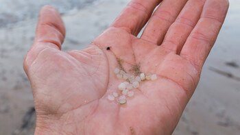 Encuentran pellets de plástico en