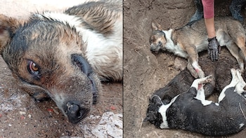 La Fiscalía de San Luis