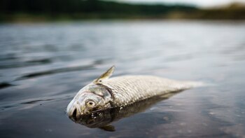 Un informe halla un mayor