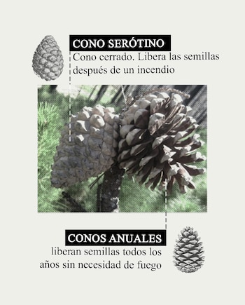 Los conos, las piñas, presentan