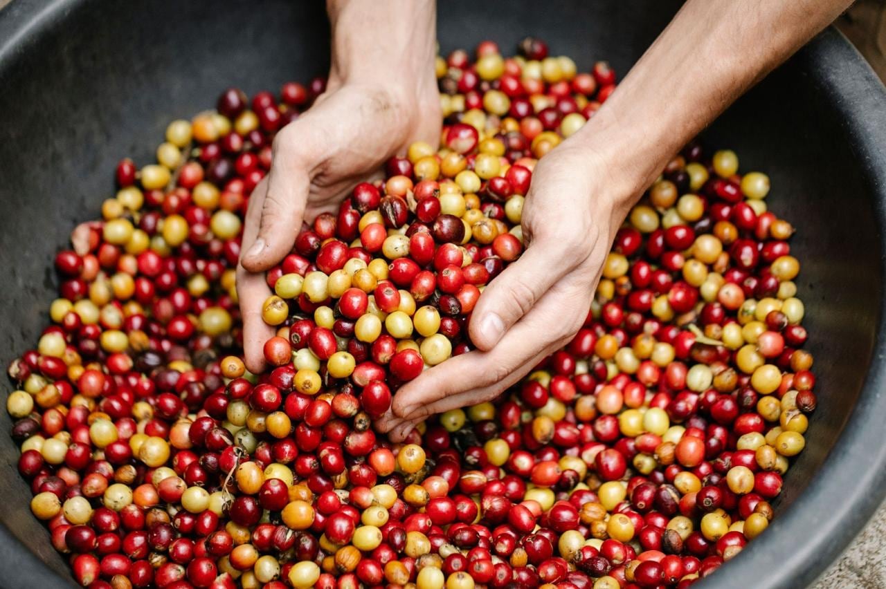 La caficultura hondureña ya exportó 7,18 millones de quintales de café y superó el récord de la cosecha anterior antes del cierre del ciclo.